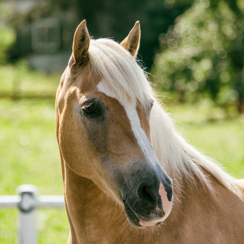A close up of a horse in a pasture