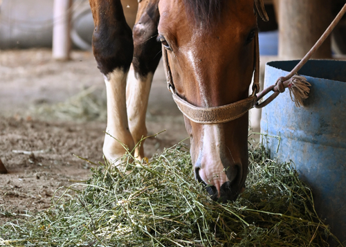 A horse eating hay