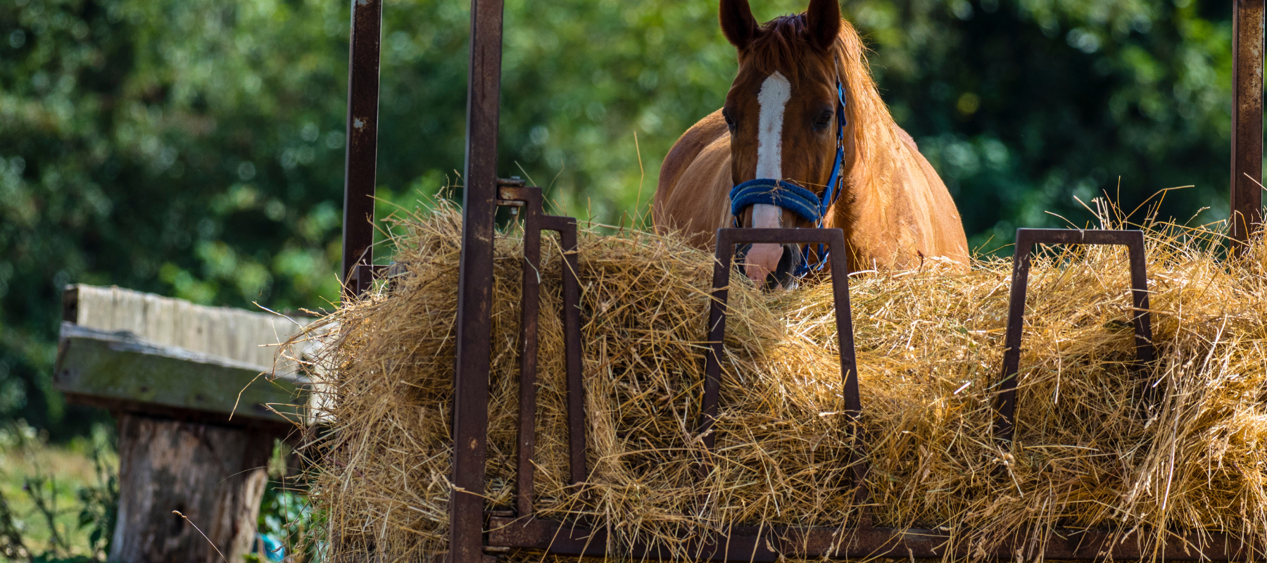 A horse eating hay out of a hay feeder